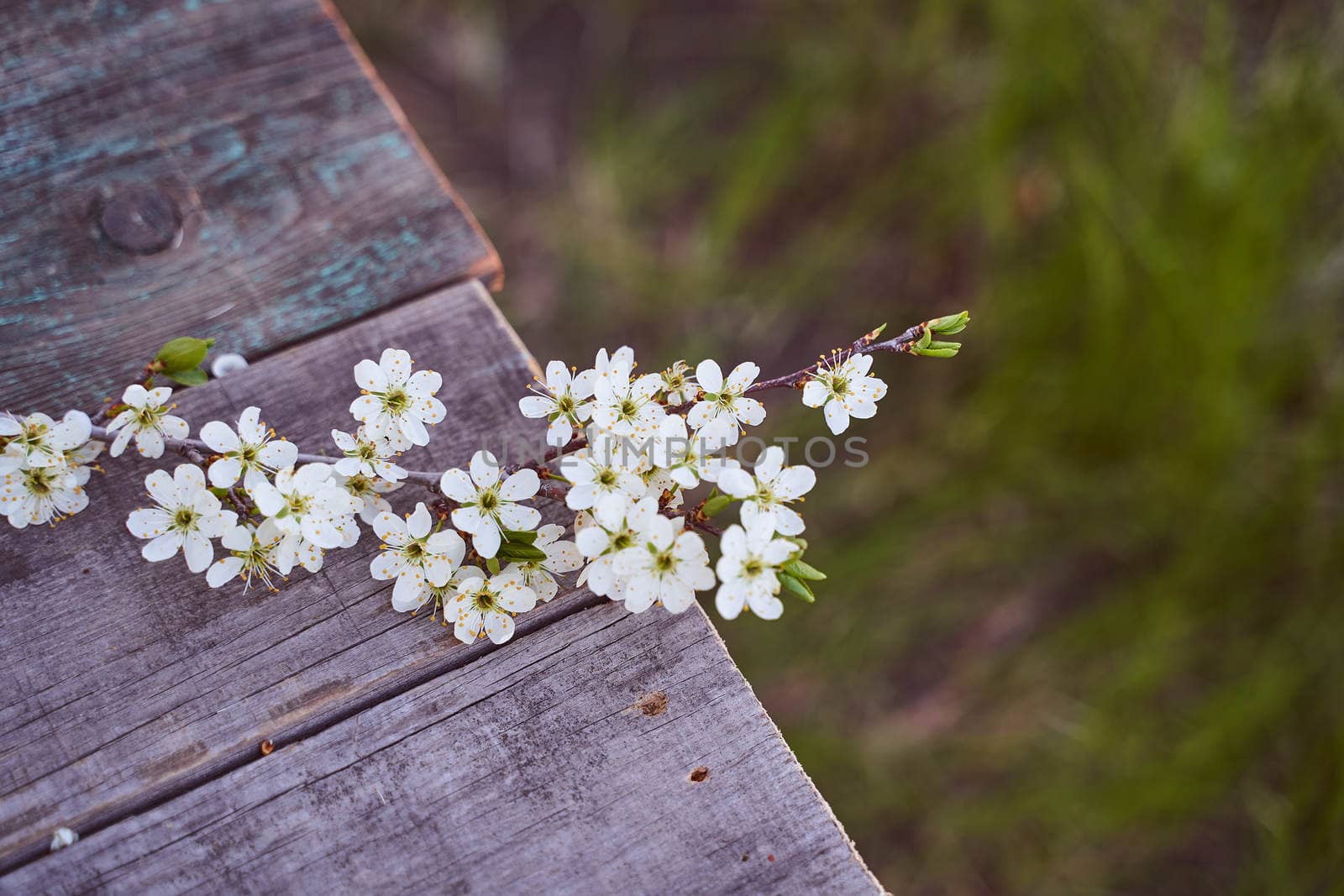 The branch of an cherry-tree with flowers lays on a wooden board. High quality photo