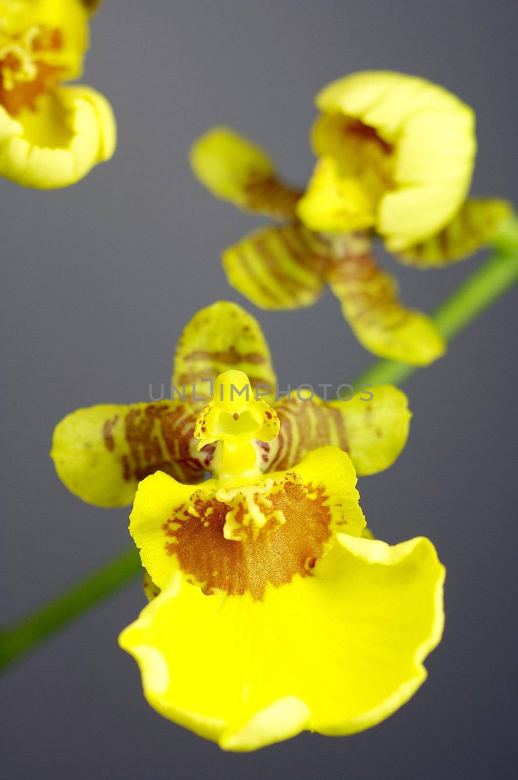 close-up of a orchidee blossom in nature