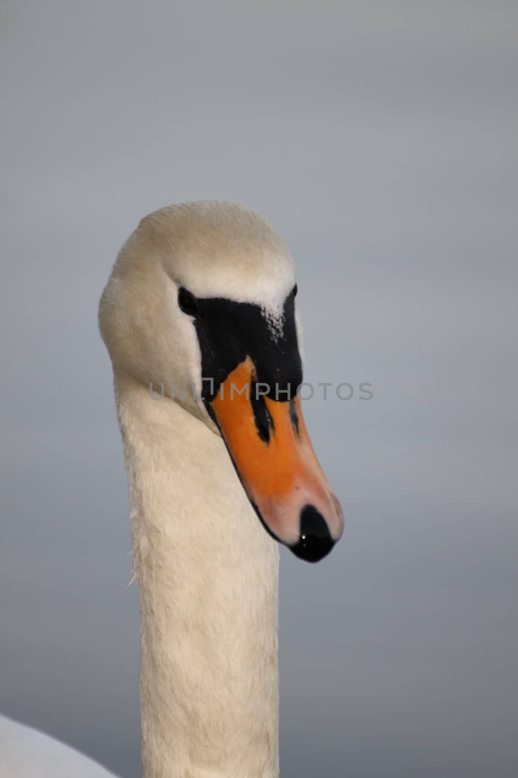 Swan in sundown - Cygnini