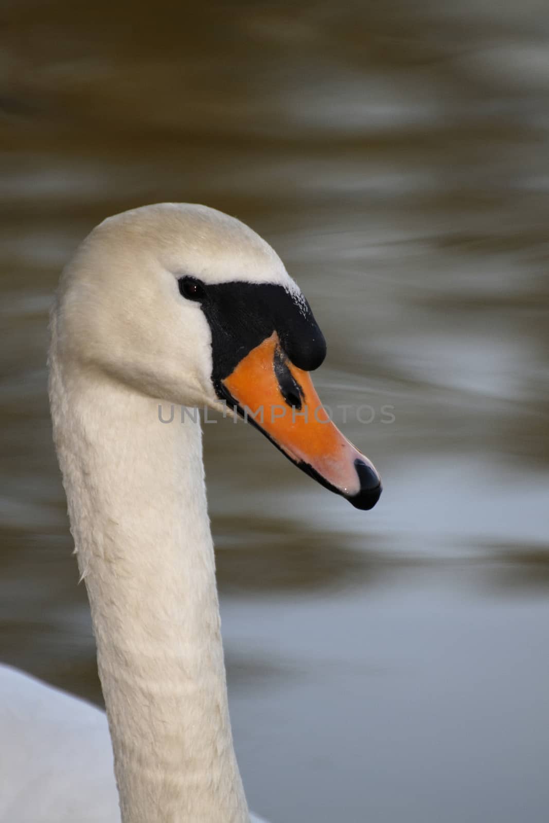 Schwan -swan by Bullysoft