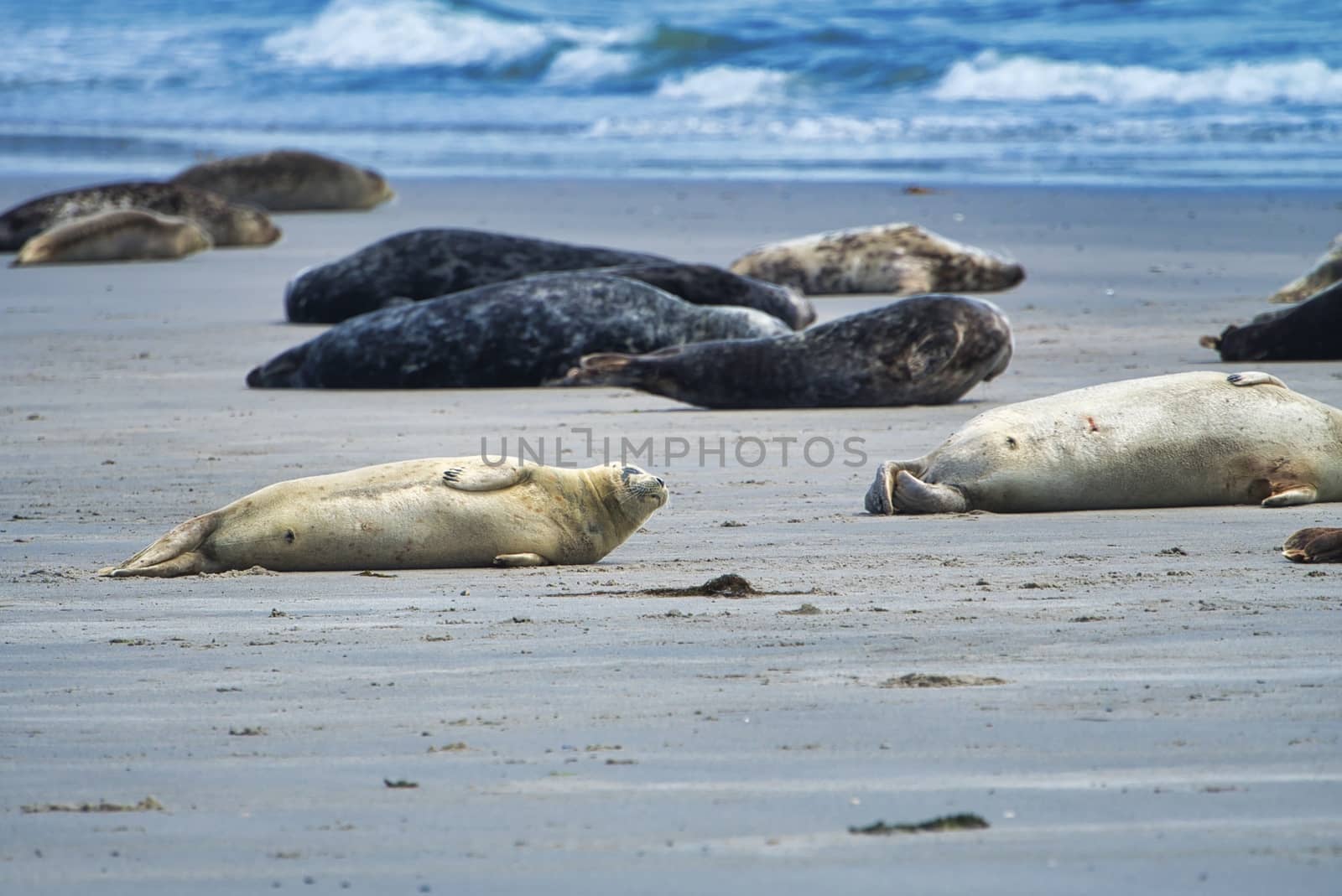 Grey seal on South beach ofHeligoland - island Dune - germany