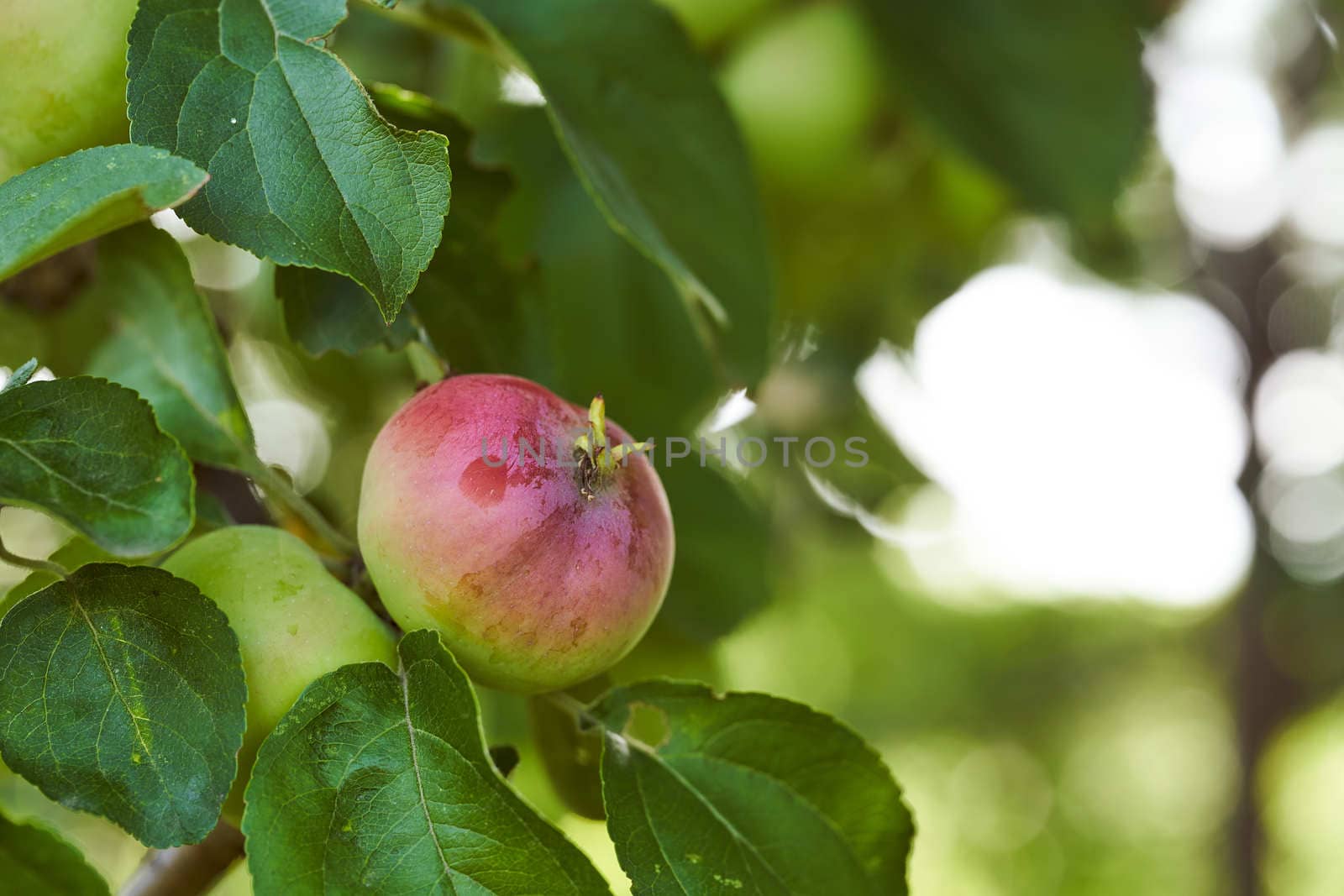 Green apples grow in the summer garden. Green background. High quality photo