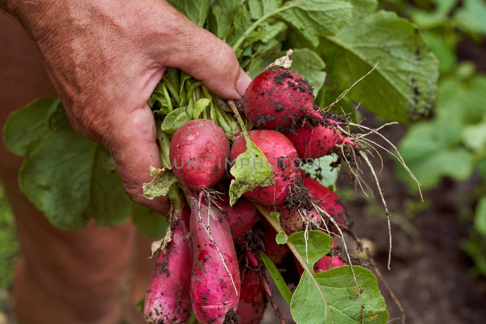  Red ripe radish in mans hand. Green background. High quality photo