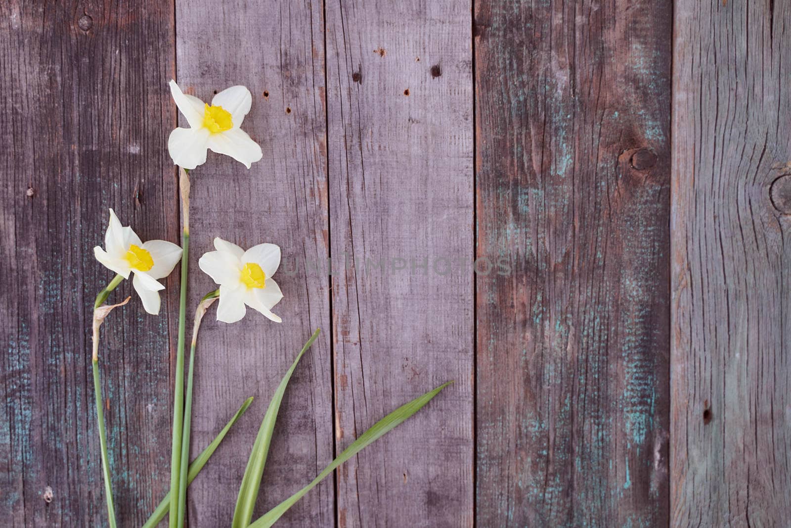 Beautiful white daffodil flowers lie on a wooden table. Top view.With copy space.. High quality photo