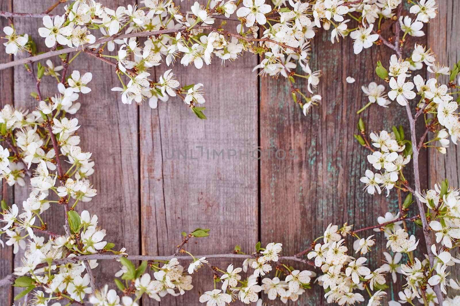 flowering branches of cherry lie on a wooden table. Top view. With copy space. High quality photo