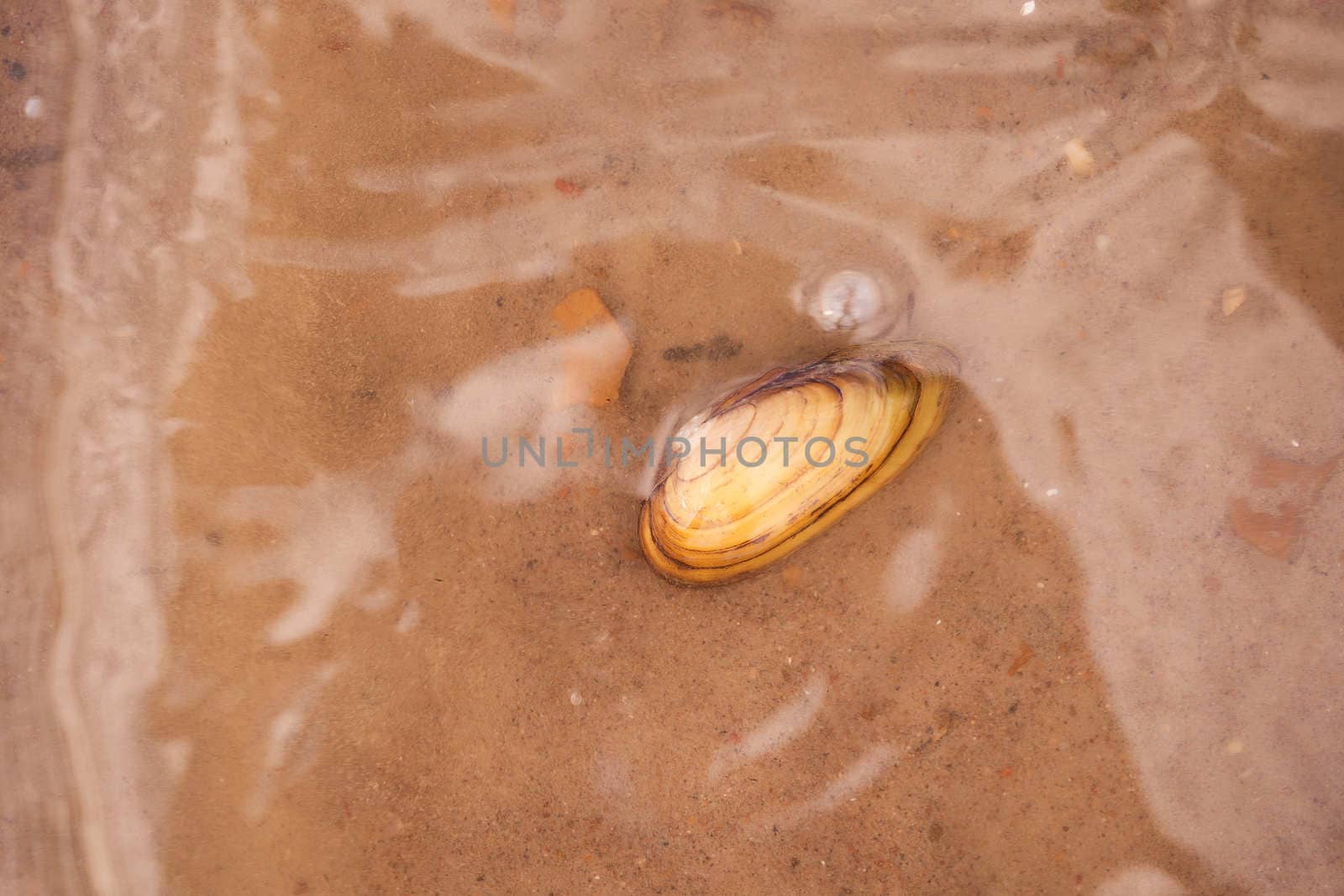 River shell lies in the water on the sand. High quality photo