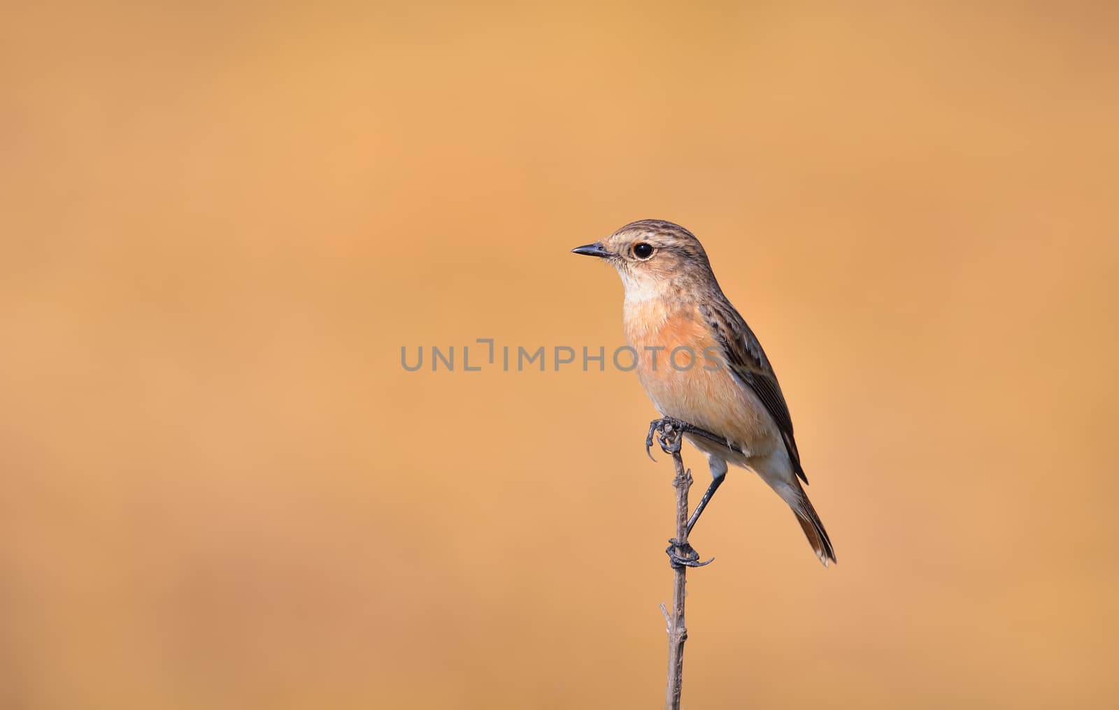 Siberian stone chat sitting on a edge of dry branch by rkbalaji