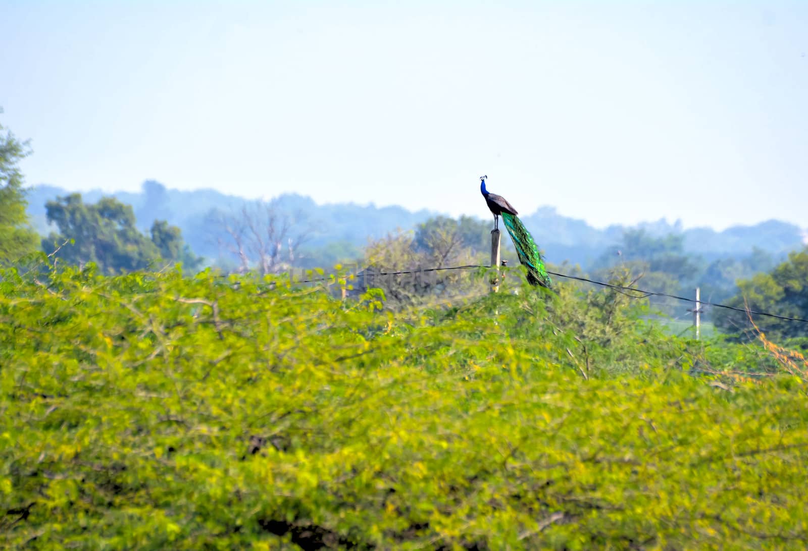 Indian peafowl or peacock sitting on a top of pole by rkbalaji