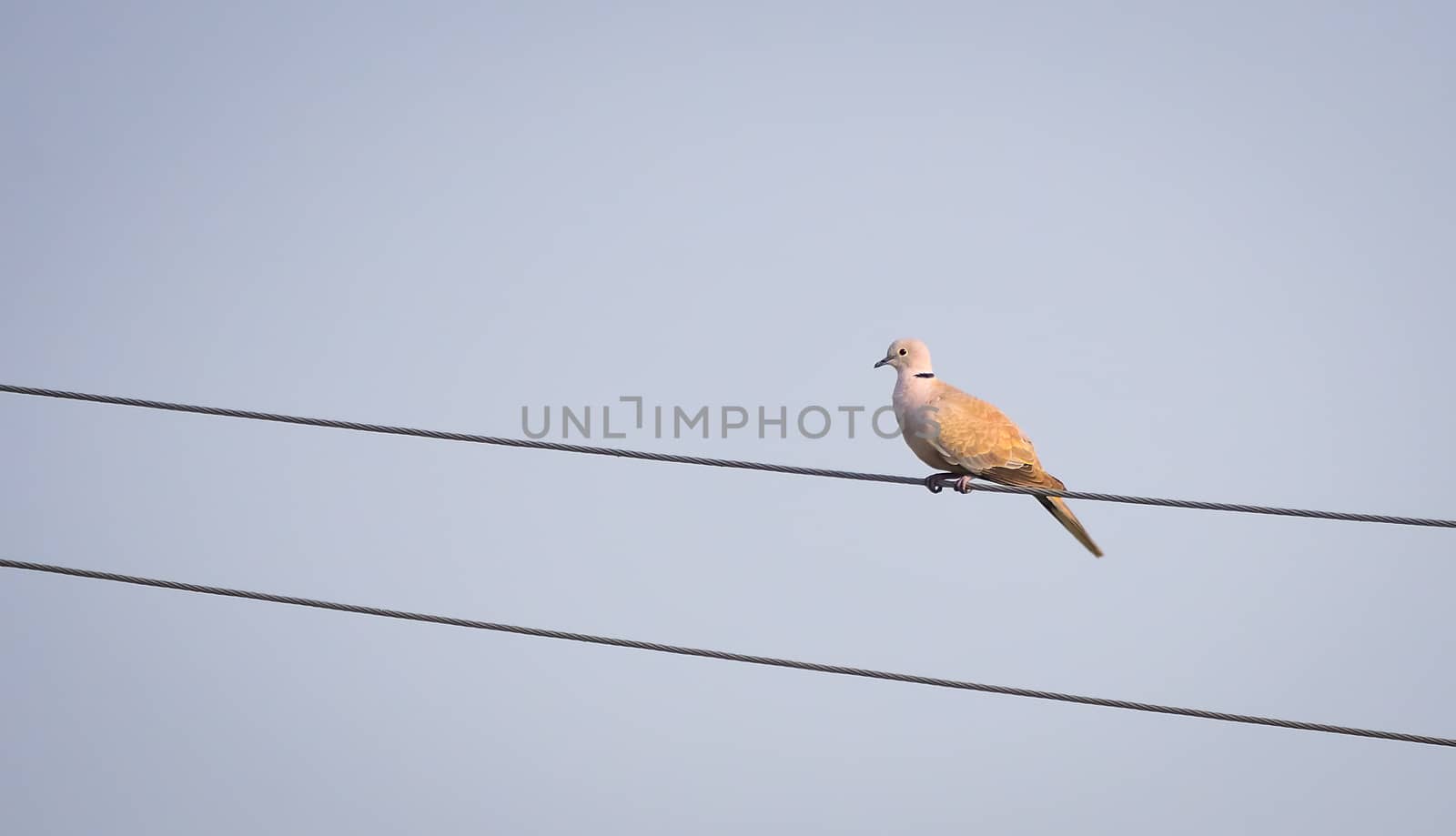 Eurasian collared dove sitting on parallel electric wire by rkbalaji