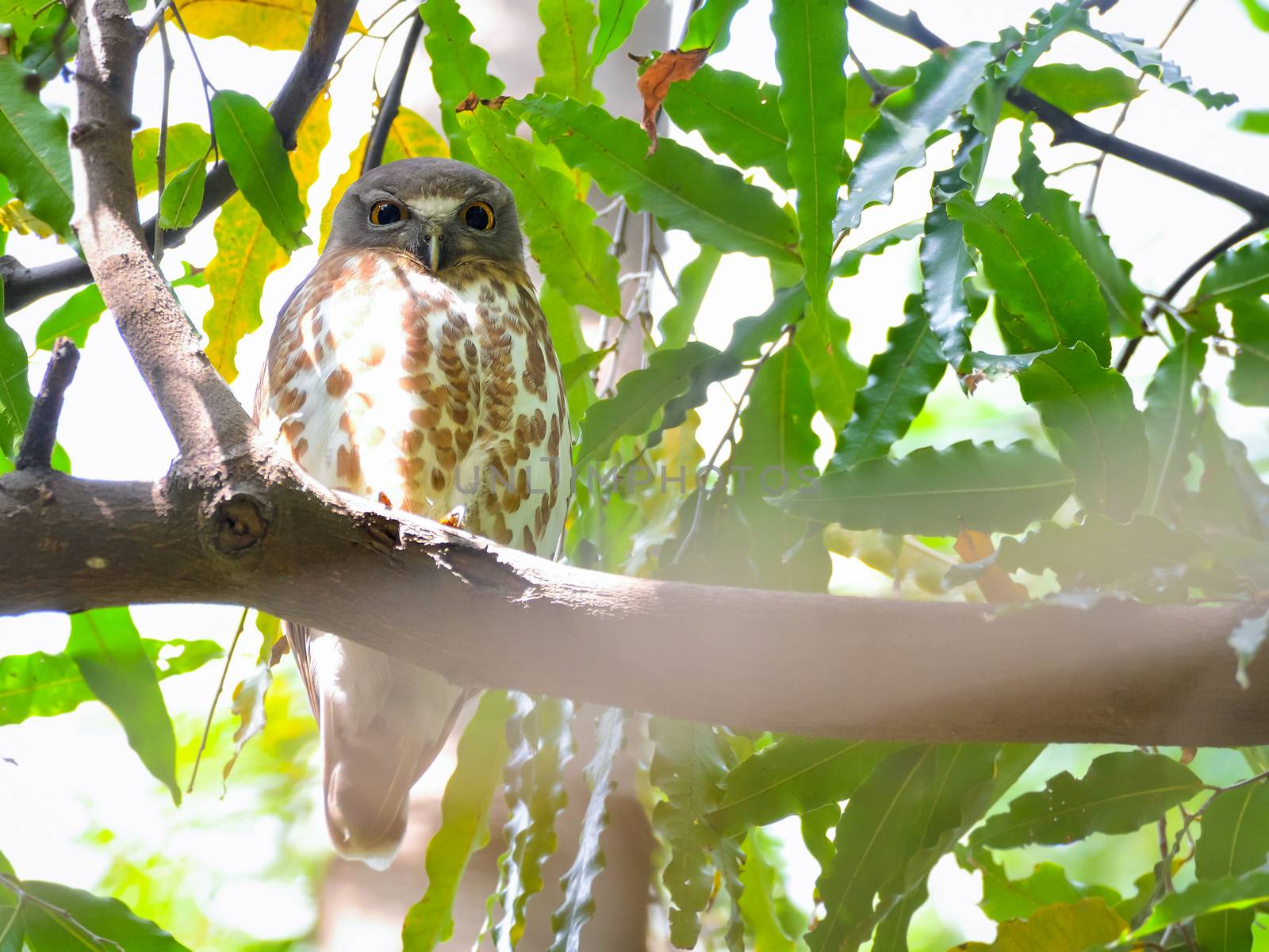 Brown hawk-owl or brown boobook by rkbalaji