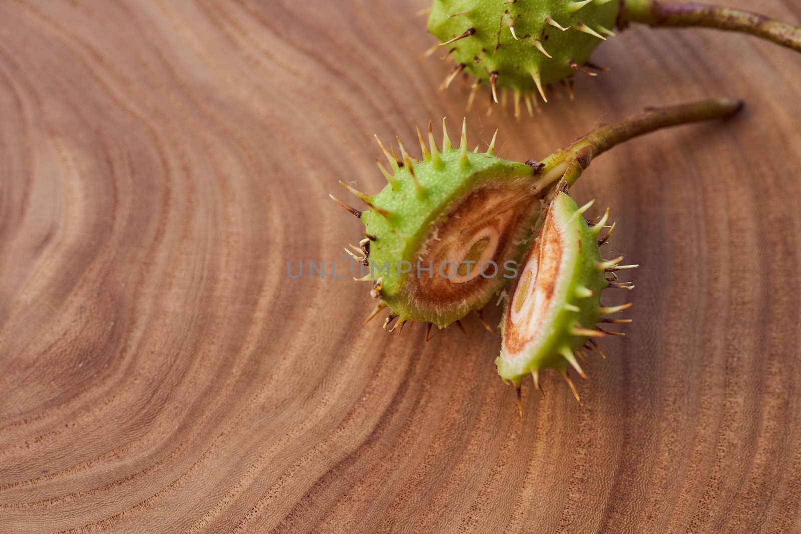 Sliced Green fruit of wild chestnut on a wooden slice. Close-up. With copy space. High quality photo