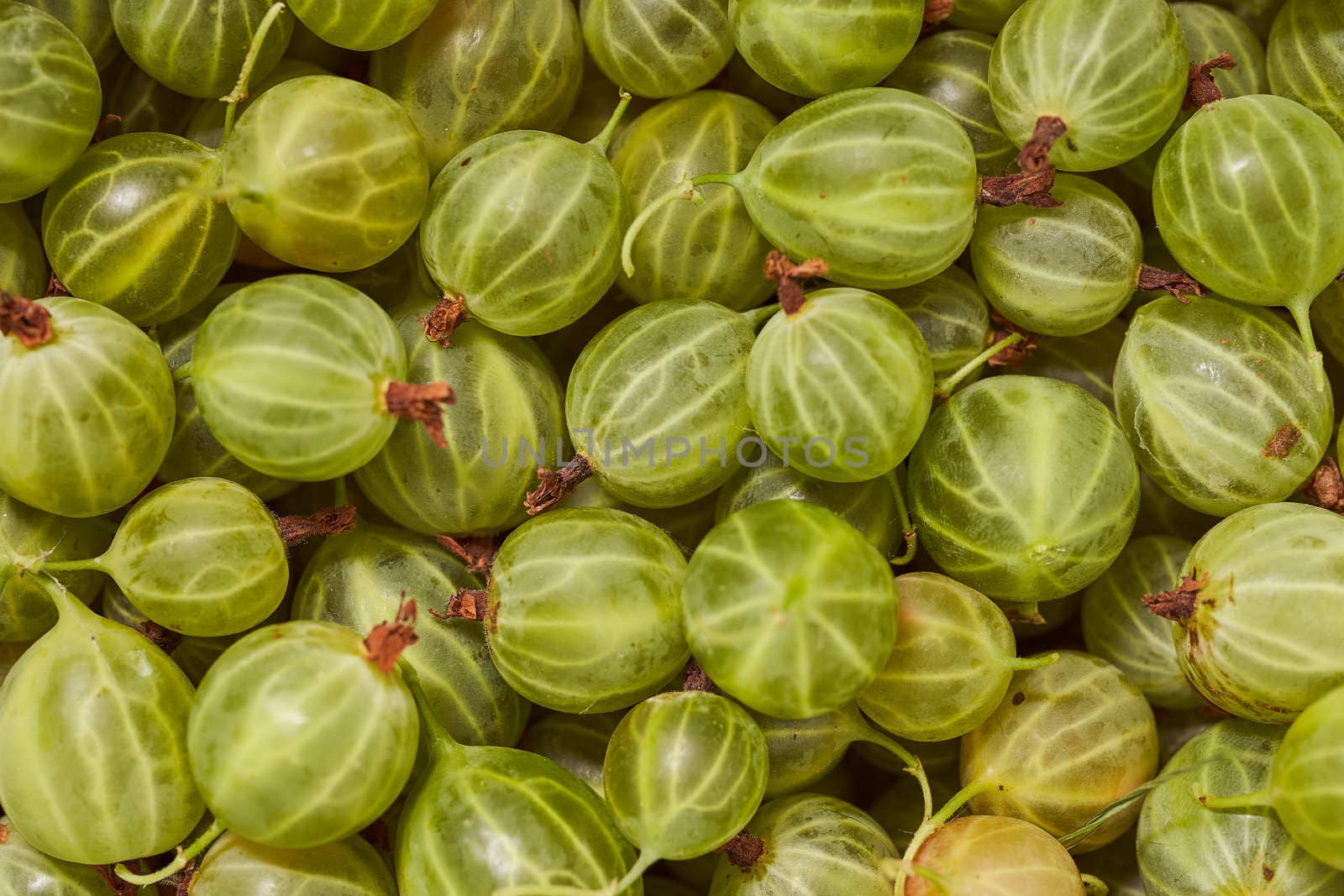 The fruit of the green gooseberry. Lots of pieces. High quality photo