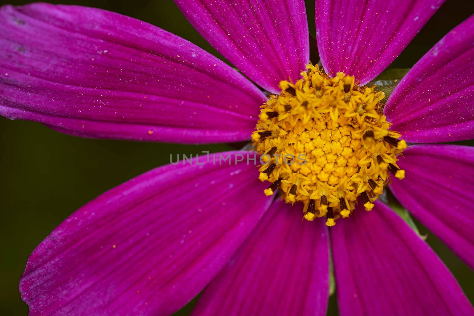 Red flower with yellow nectar on a blurred background. High quality photo