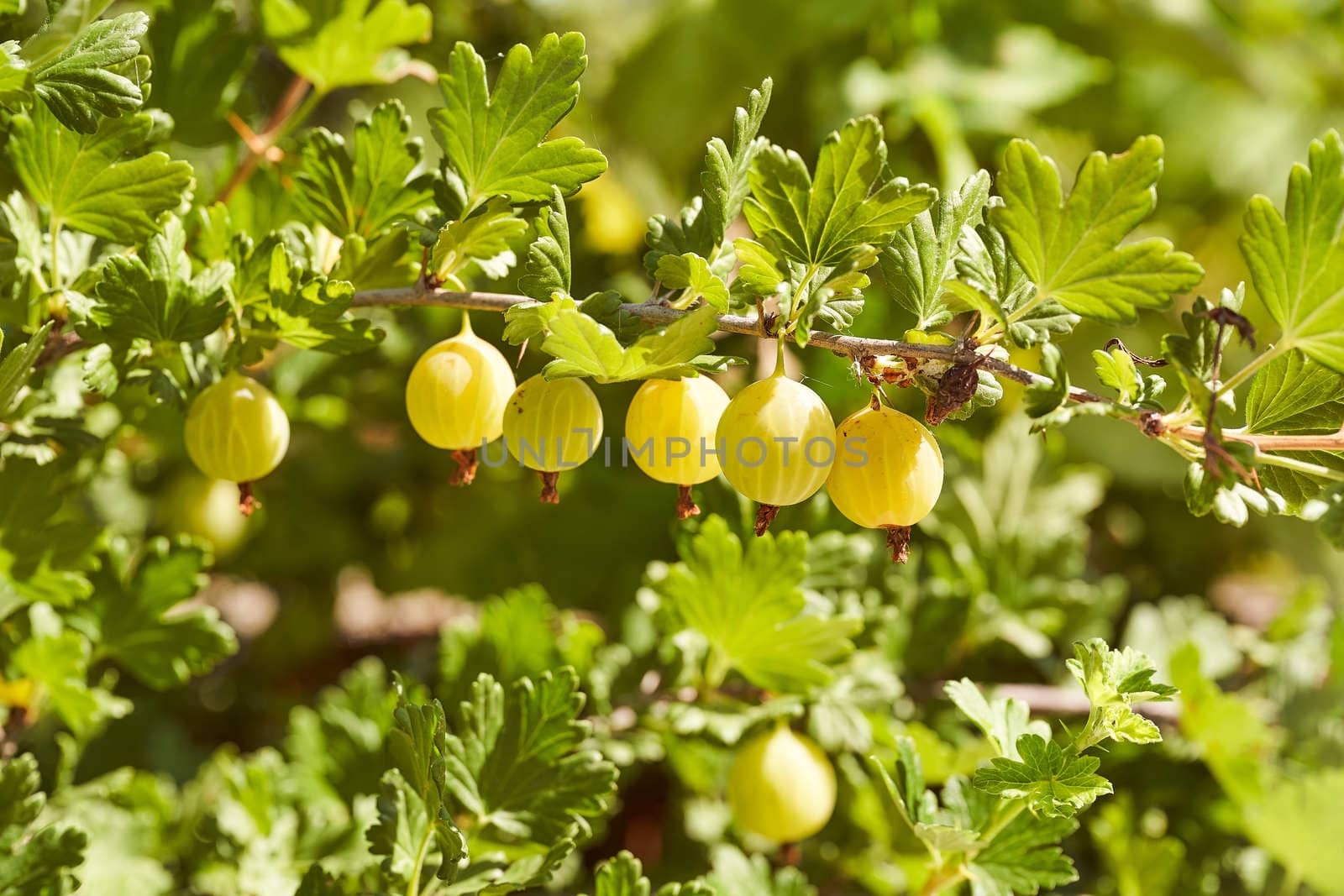 Yellow gooseberry fruit on a branch. High quality photo