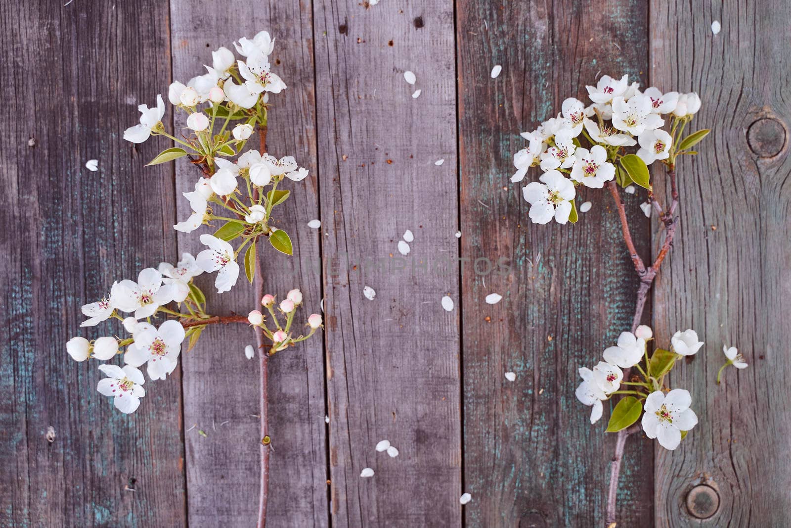 Two branch of an apple-tree with flowers lays on a wooden board. High quality photo