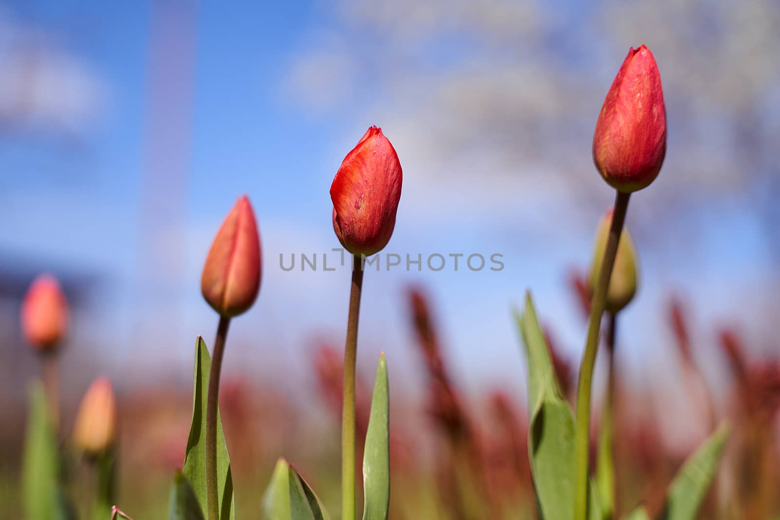 Red tulips in a closed form will be knocked on the field. Against the sky. High quality photo