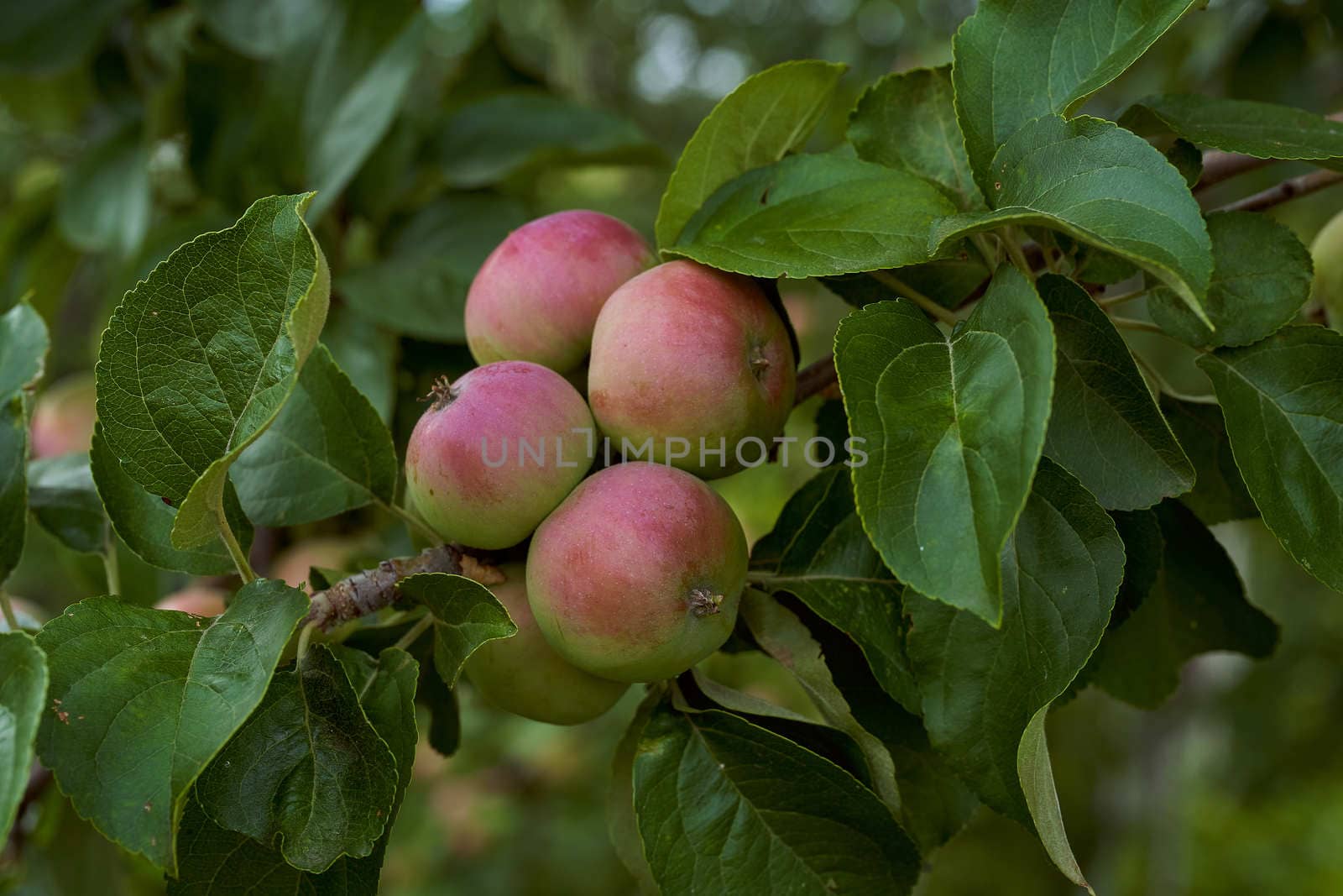 Young apples with red side on green branches . High quality photo