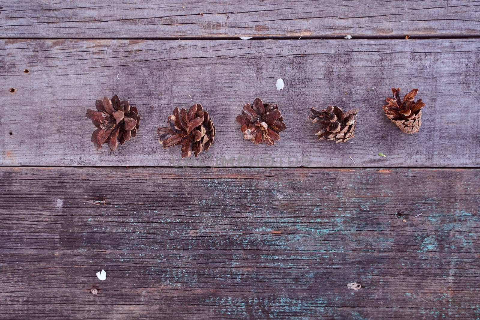 Open pine cones lie on a wooden table. With copy space. Top view. High quality photo