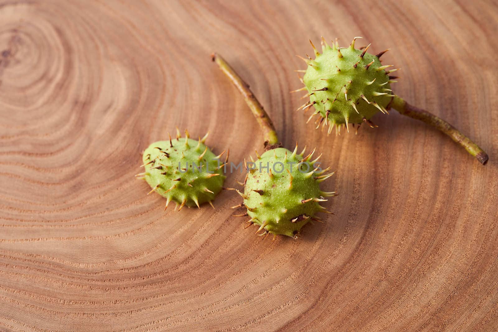 Green fruit of wild chestnut on a wooden slice. High quality photo