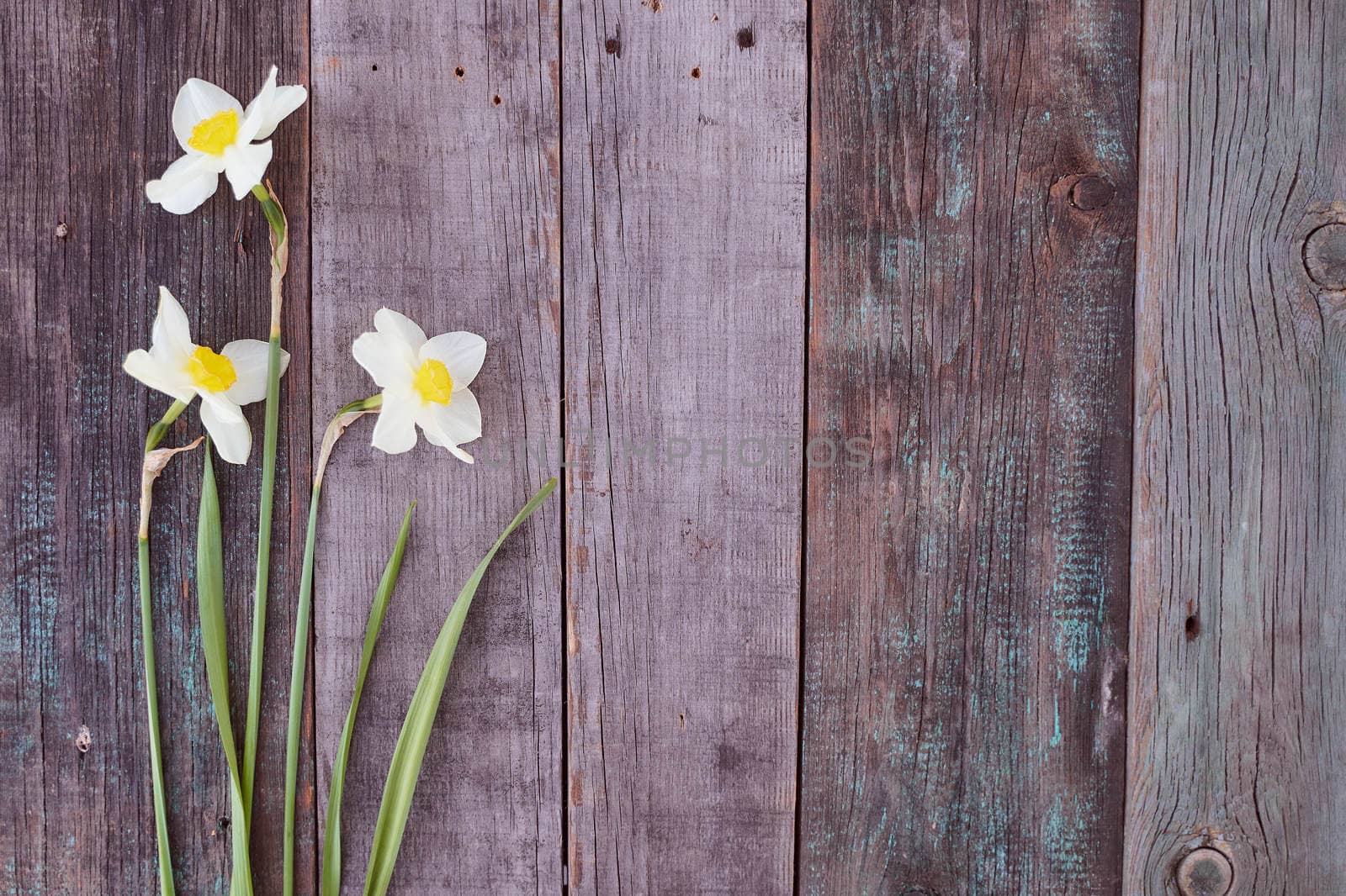 Beautiful white daffodil flowers lie on a wooden table. High quality photo
