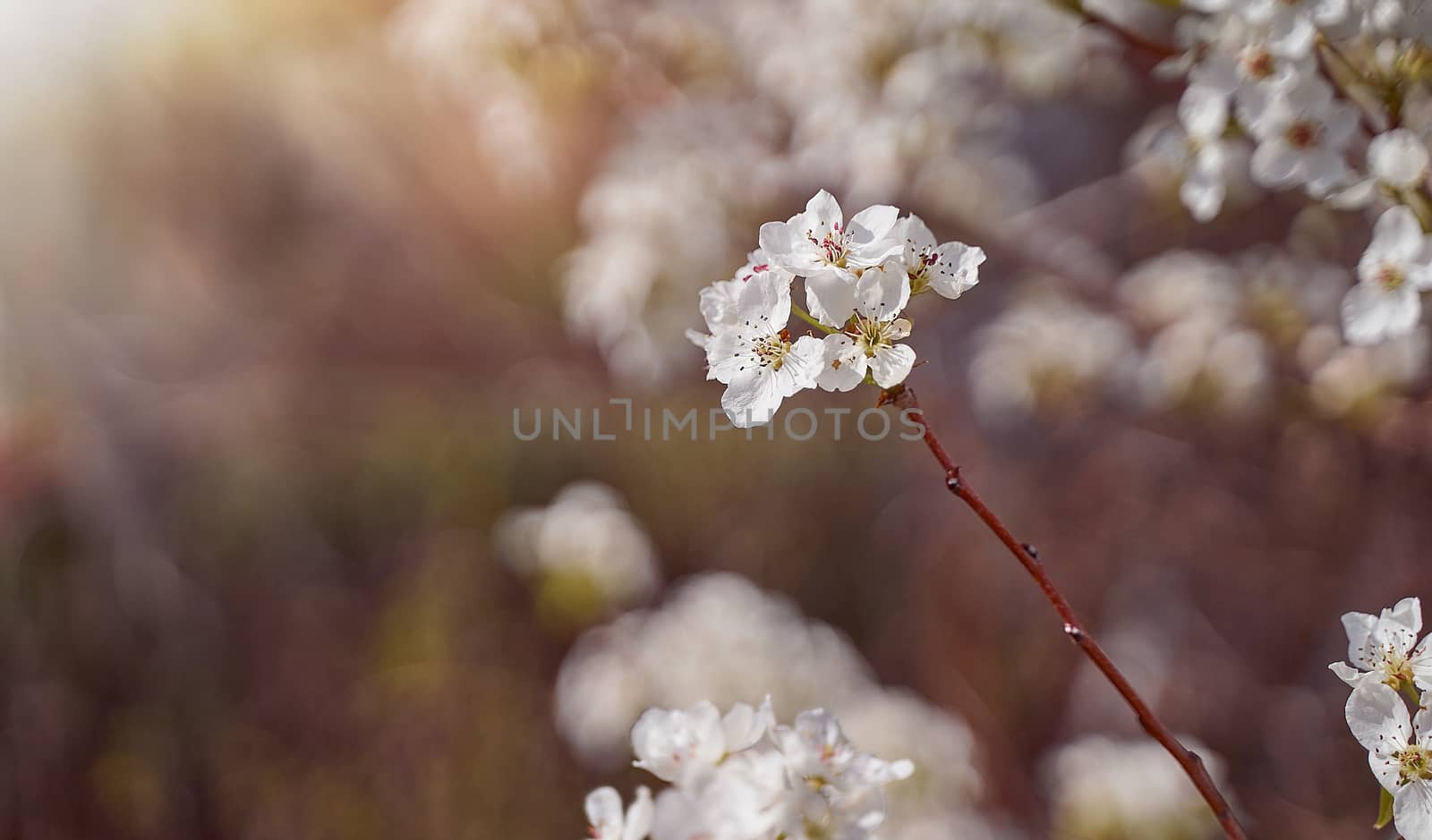 apple blossoms on a blurred natural background. High quality photo