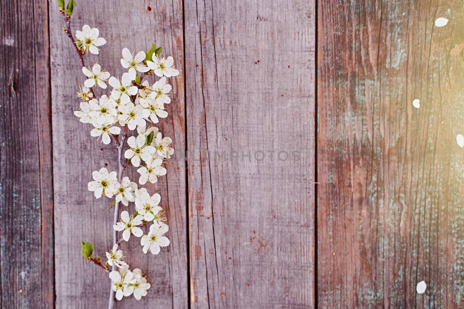 The branch of cherry blossom with flowers lays on a wooden board. High quality photo