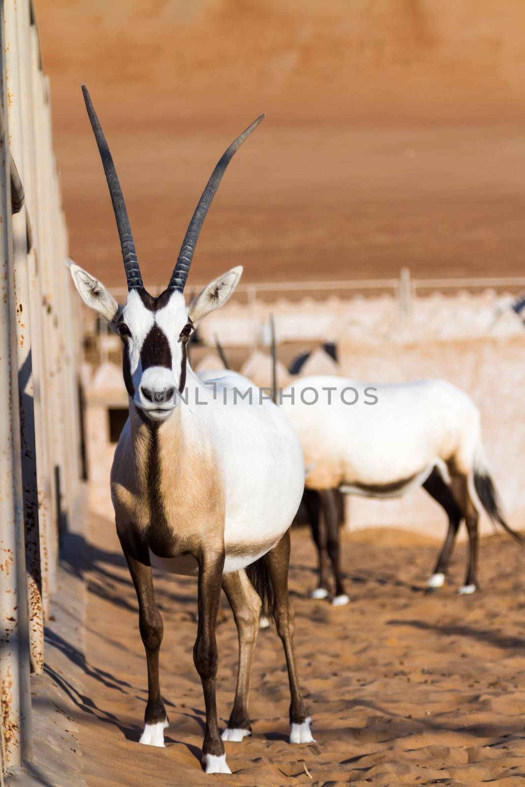 Large antelopes with spectacular horns, Gemsbok, Oryx gazella, being bred in captivity in Oman desert.