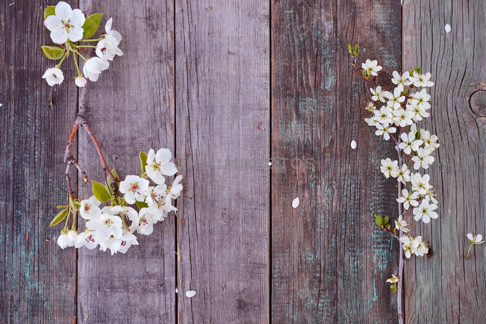 Beautiful white flowering branches of apple and cherry lie on a wooden table. Top view. High quality photo