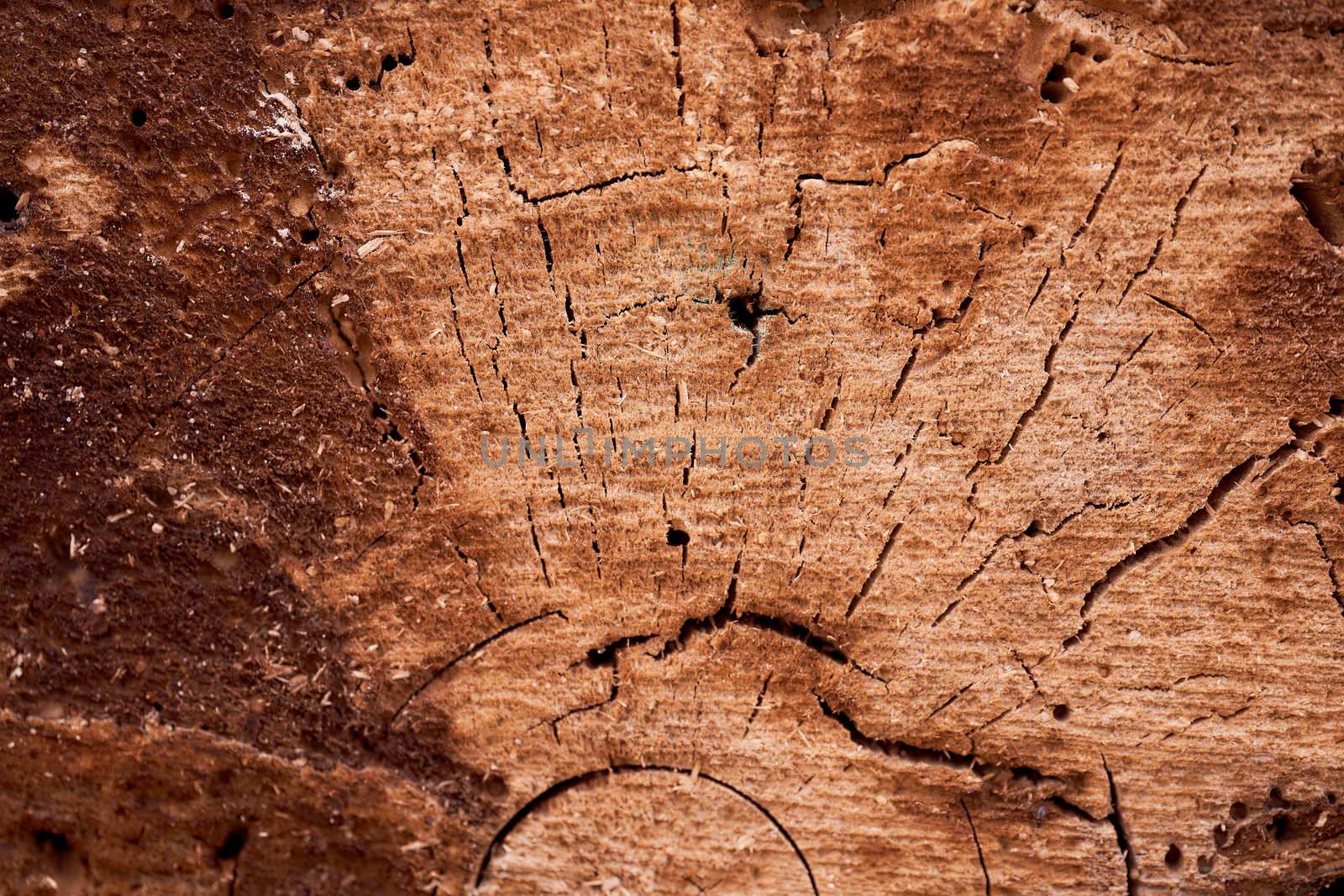 slice of old rotten tree. High quality photo