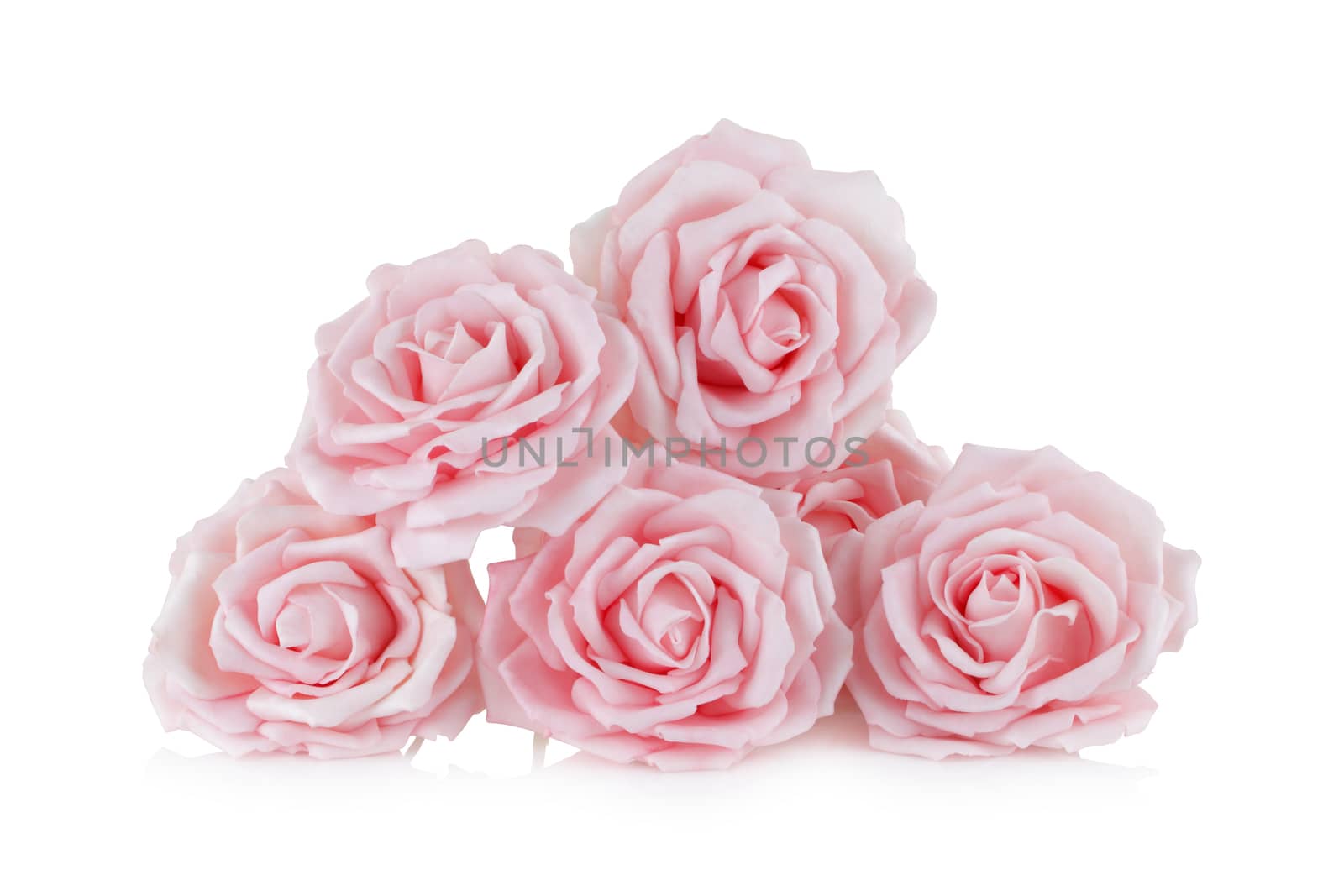 Pink paper roses on white with reflection by VivacityImages