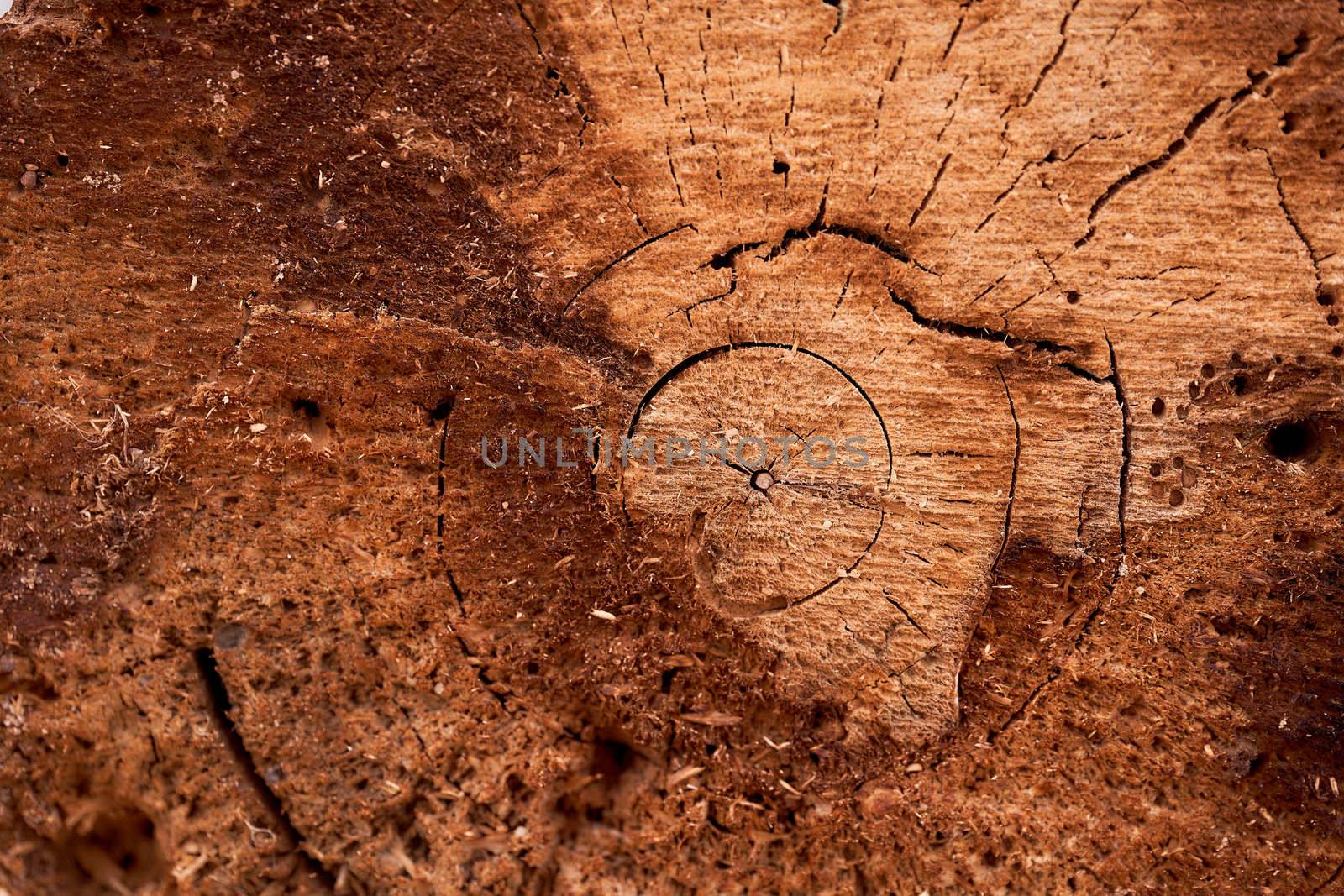 slice of old rotten tree. High quality photo