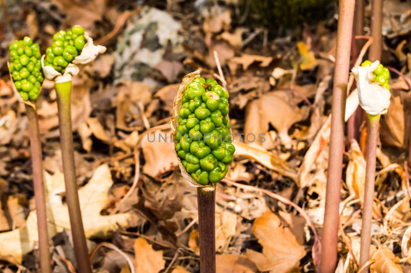 Jack-in-the-pulpit Fruit, Arisaema triphyllum. Spring wild flowe by Philou1000