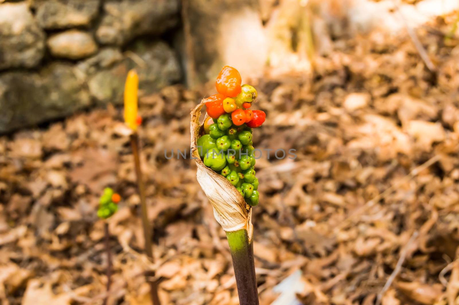 Jack-in-the-pulpit Fruit, Arisaema triphyllum. Spring wild flowe by Philou1000