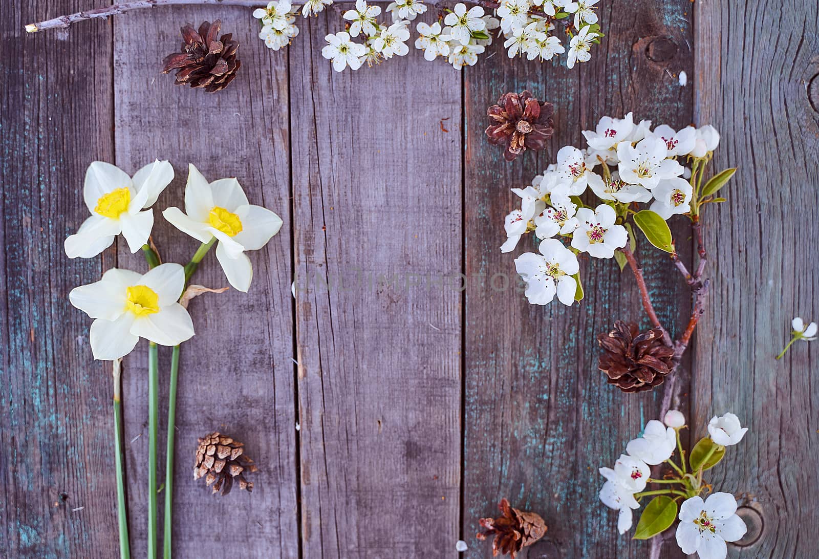 Beautiful white daffodil flowers and flowering branches of apple and cherry lie on a wooden table. Top view. by Xelar