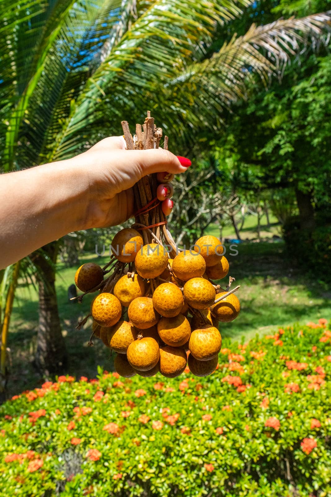 Girl is going to eat longan in a tropical garden. Vitamins, fruits, healthy foods.