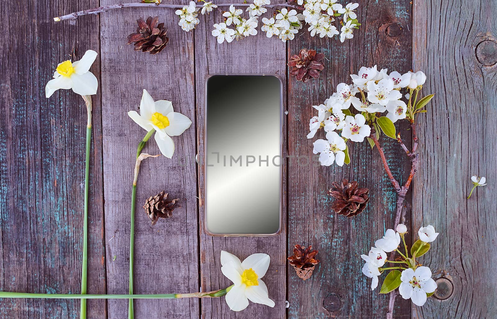 Beautiful white daffodil flowers lie on a wooden table. In the middle is a smartphone with a gradient background. Top view. High quality photo