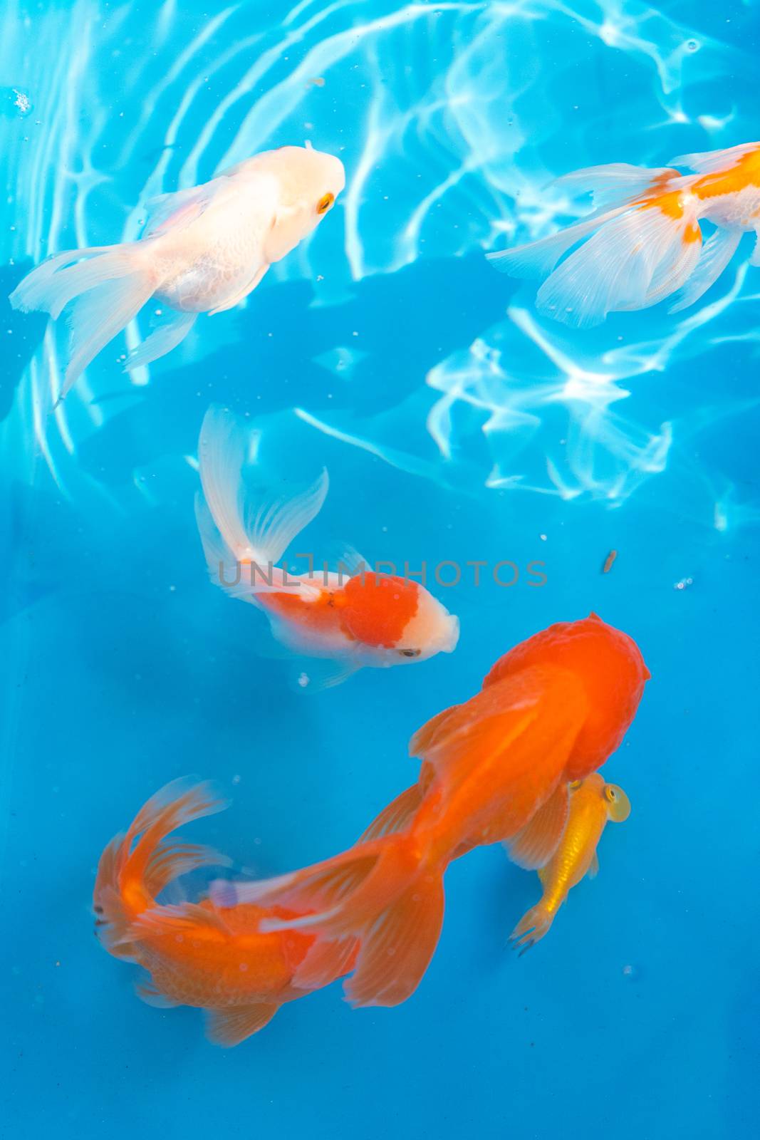 Colored tropical fish in a decorative pond. Orange decorative fish on a blue background. Flock of ornamental fish by Try_my_best