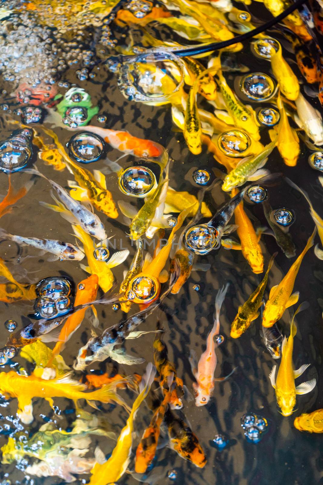 Colored tropical fish in a decorative pond. Orange decorative fish on a blue background. Flock of ornamental fish.