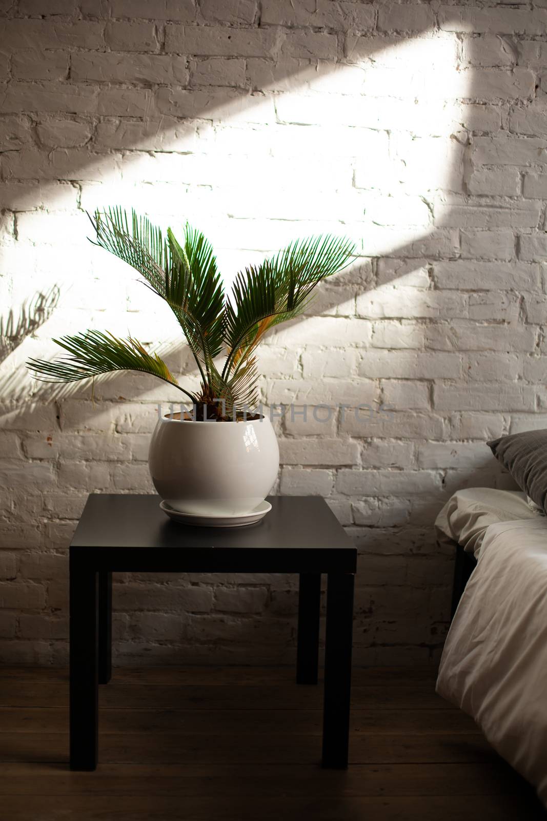 Simple modern bedroom interior with living flower near the bed.