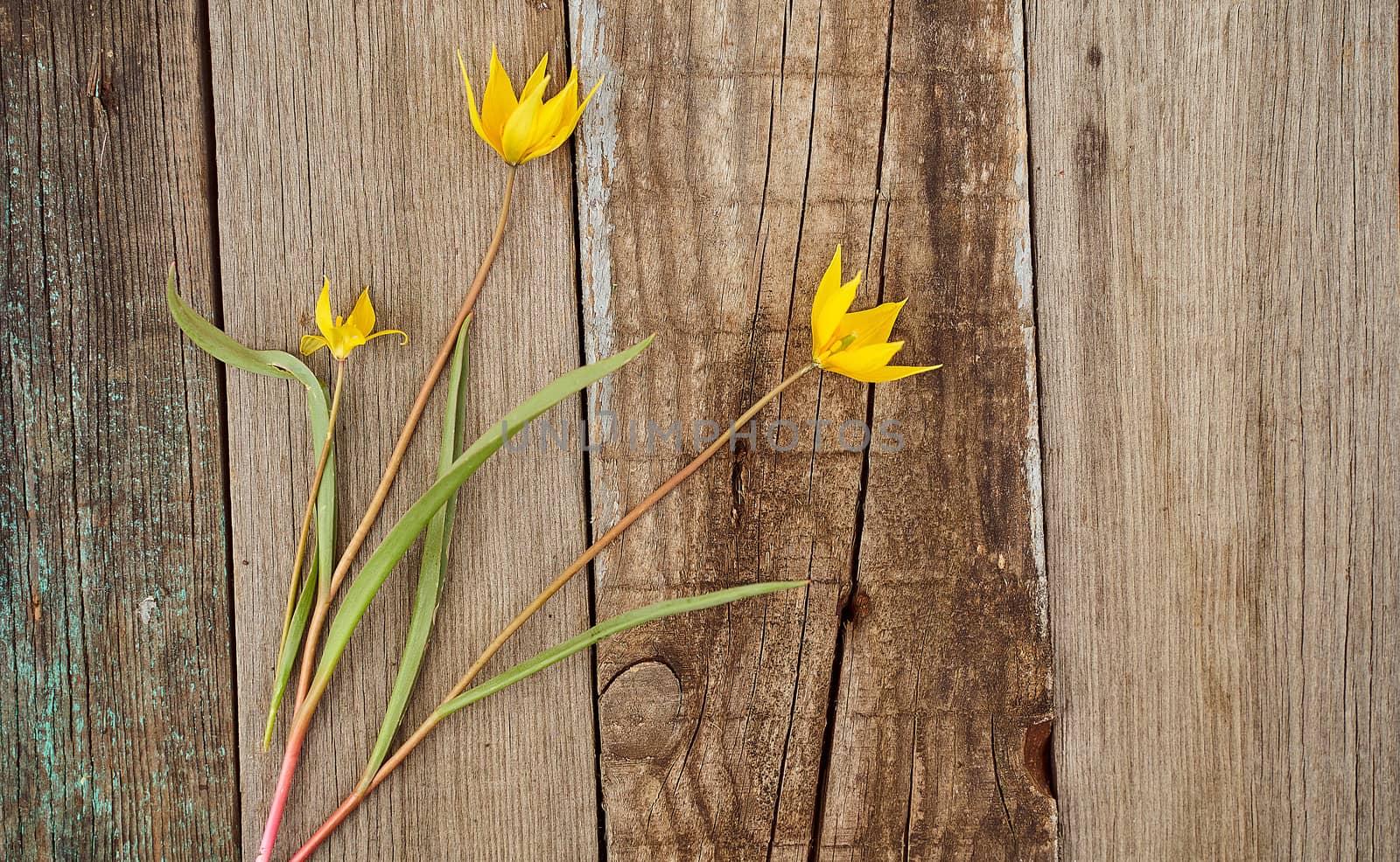 Yellow Woodland tulips, Wild tulips on a wooden background. Close-up.. High quality photo