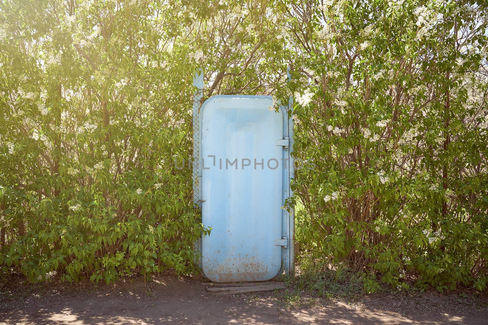 blue iron door surrounded by green trees . High quality photo