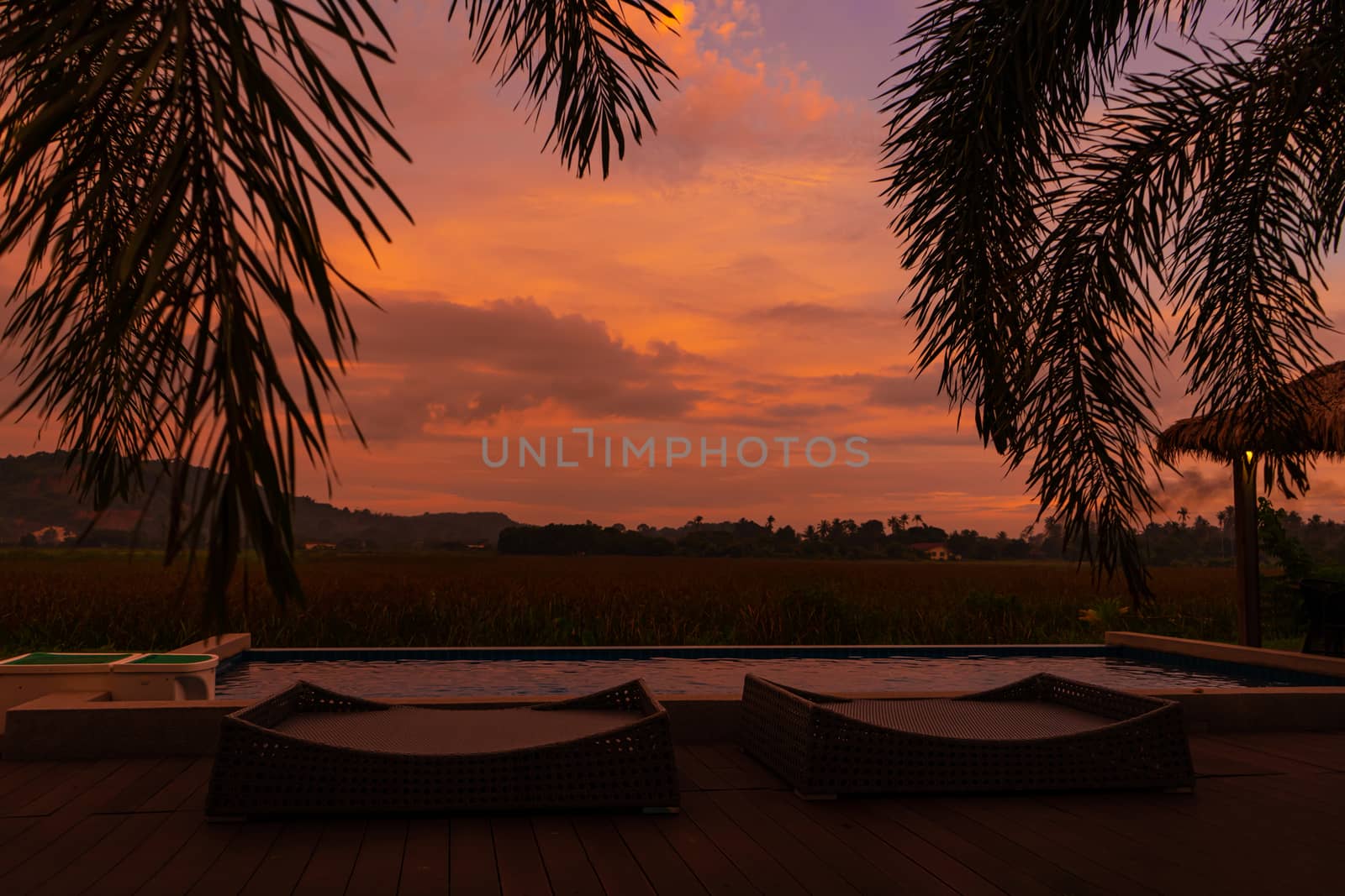 Palm tree is on the background of an unusual fiery red tropical sunset overlooking the pool in the courtyard