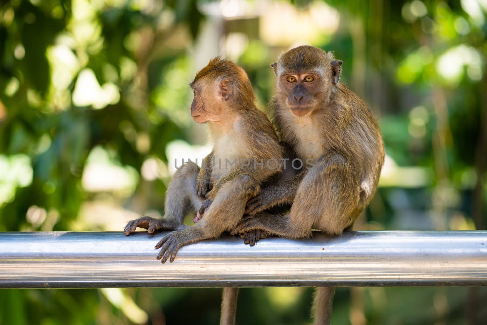 Two little monkeys hug while sitting on a fence.