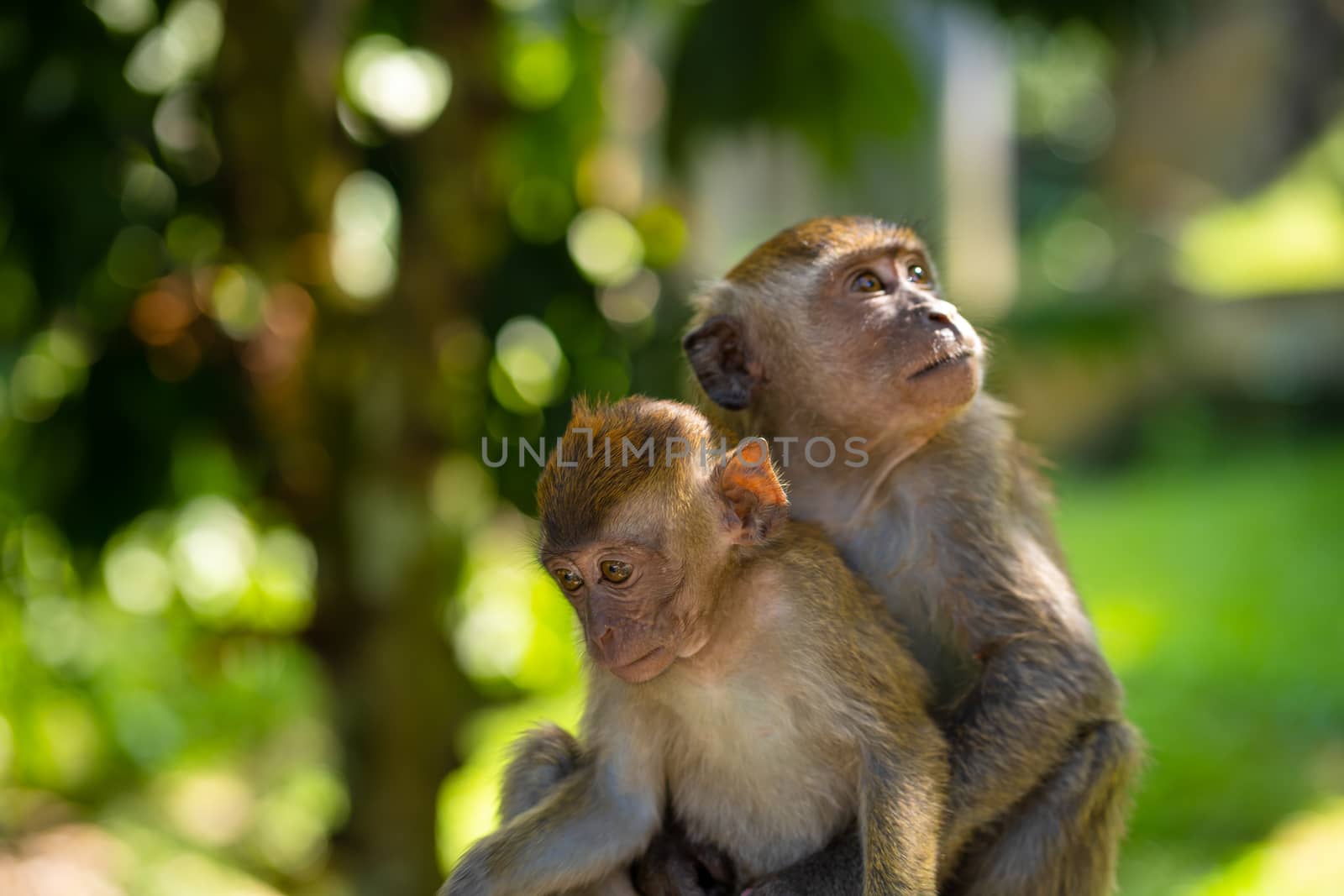 Two little monkeys hug while sitting on a fence.