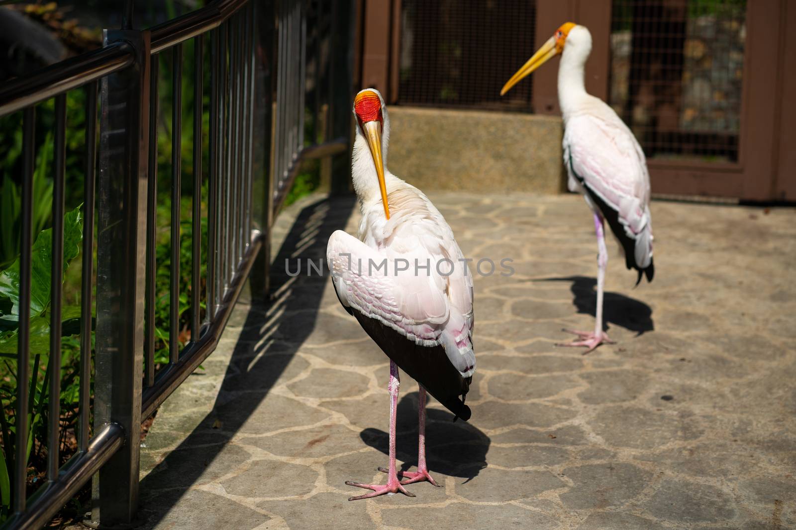 A pair of dairy storks walks along a path in a park.