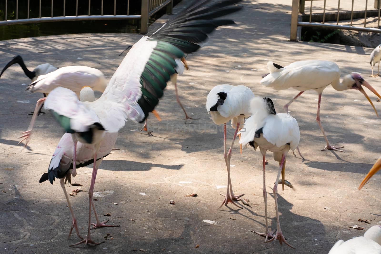 A flock of milk storks feeds in a bird park.