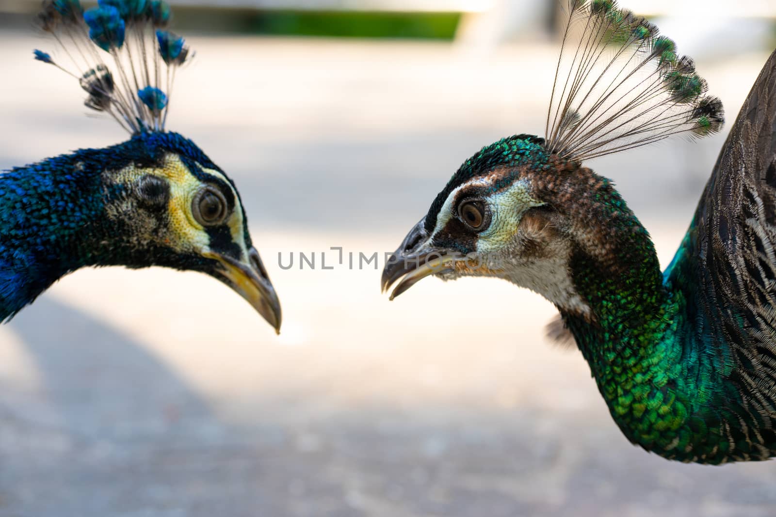 Close-up, a pair of peacocks male and female. Look at each other.