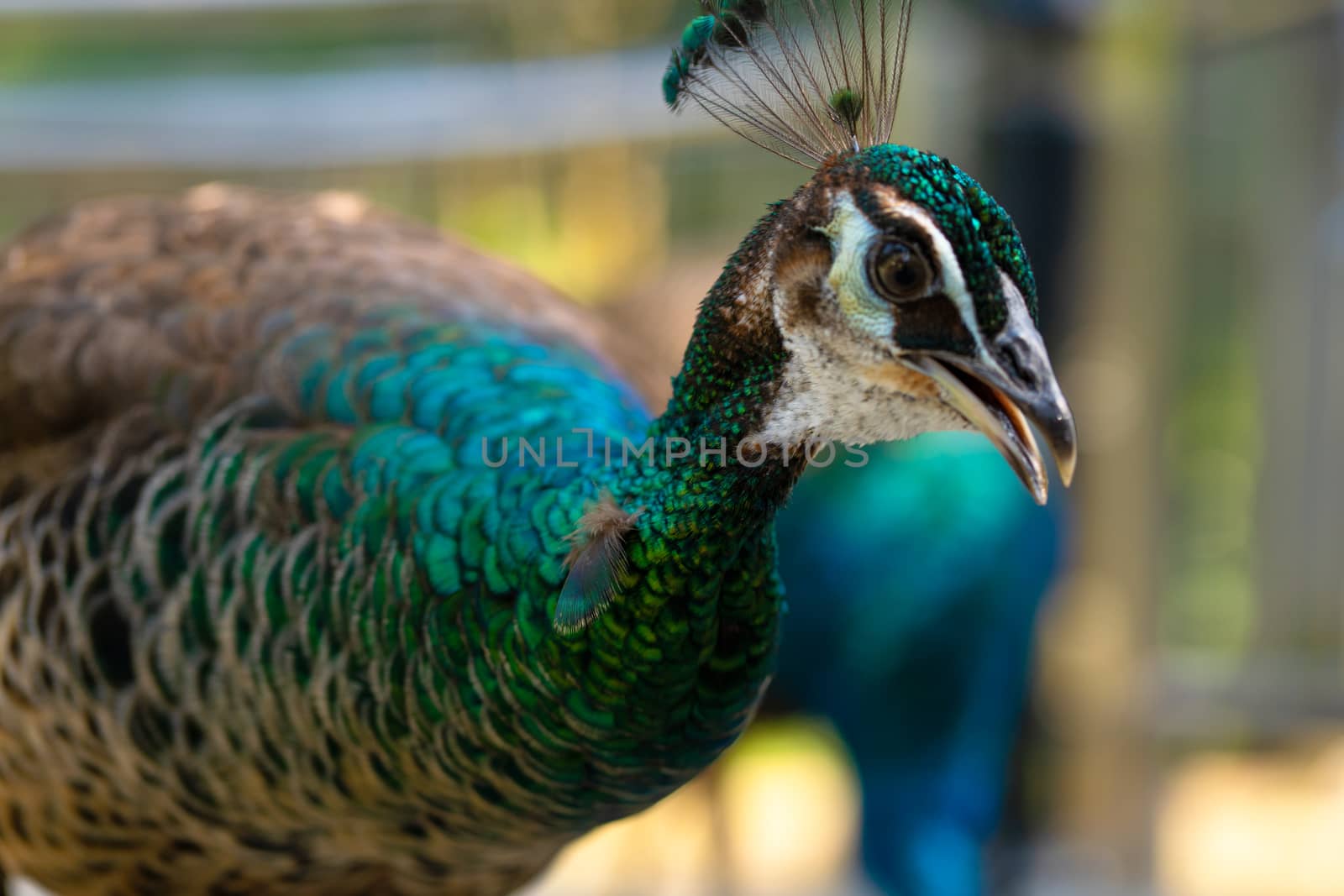 Beautiful manicured peacock in the park, closeup portrait.