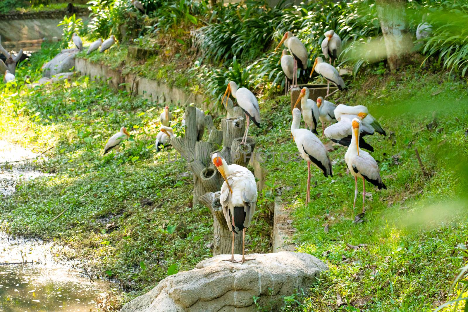 A flock of milk storks sits on a green lawn in a park.