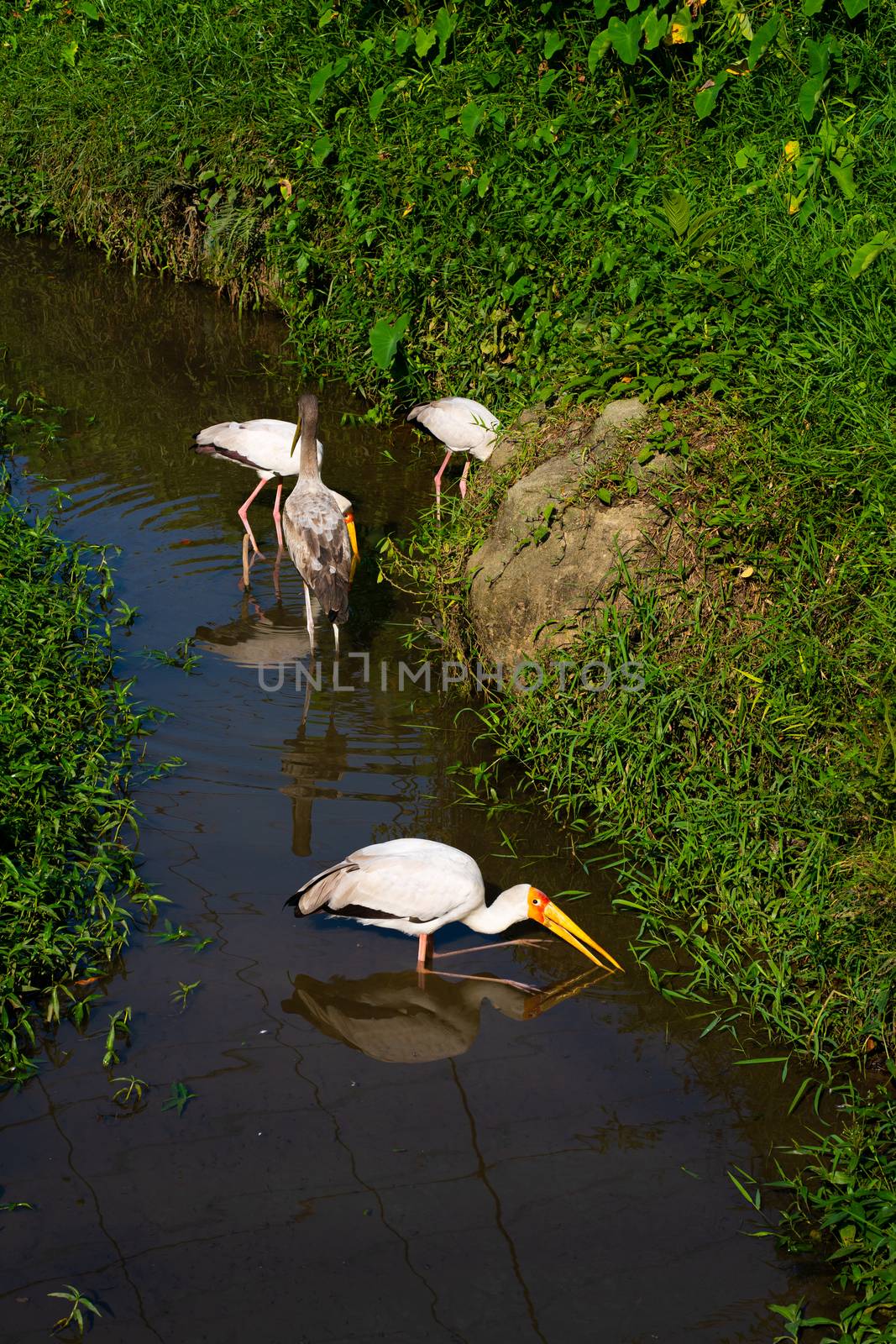 A flock of milk stork is hunting in a pond. Looking for fish by Try_my_best